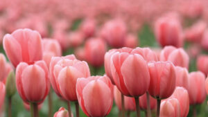 Read more about the article Let Our Lavender Diffuser Oils Melt Your Troubles Away