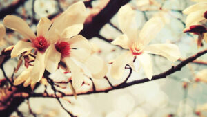 Read more about the article 11 Deliciously Exotic Fragrances To Transport The Soul